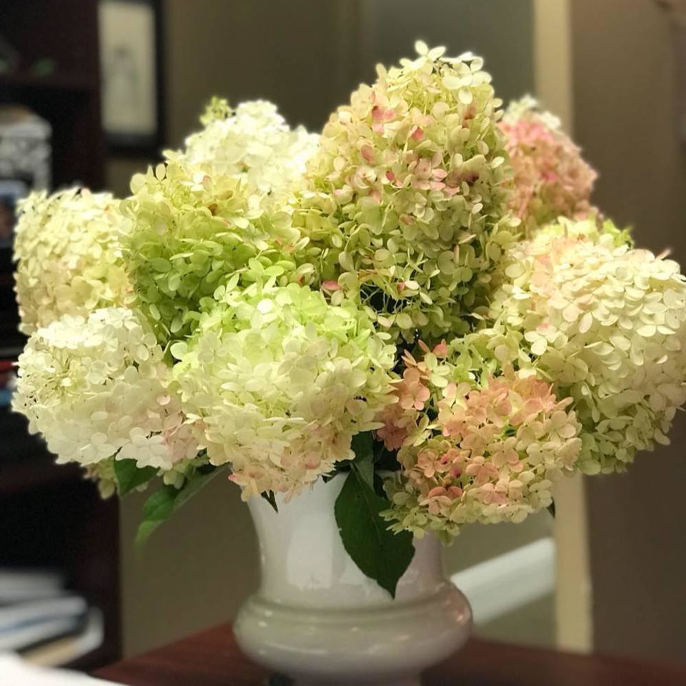 Meet your Posher, Dorene